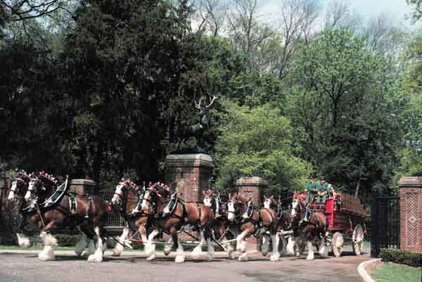 Clydesdale Hitch Coming Out of Grant's Farm Gates
