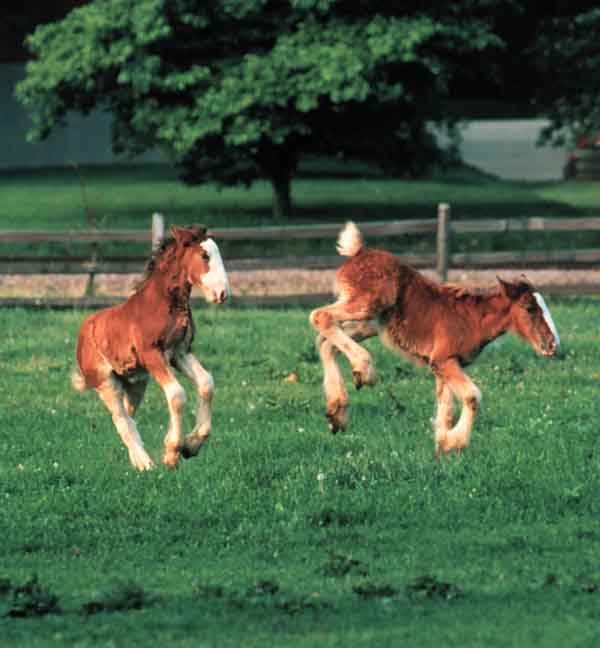 Baby Clydesdales Playing